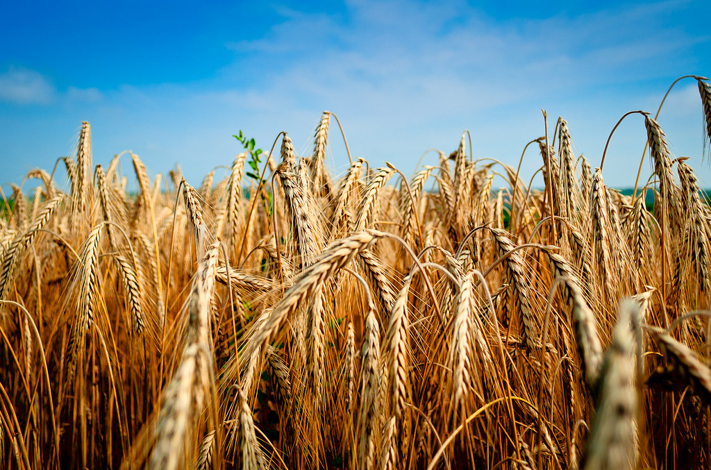 Campo de trigo — Derecho Agrario